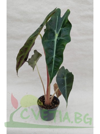 Alocasia Amazonica